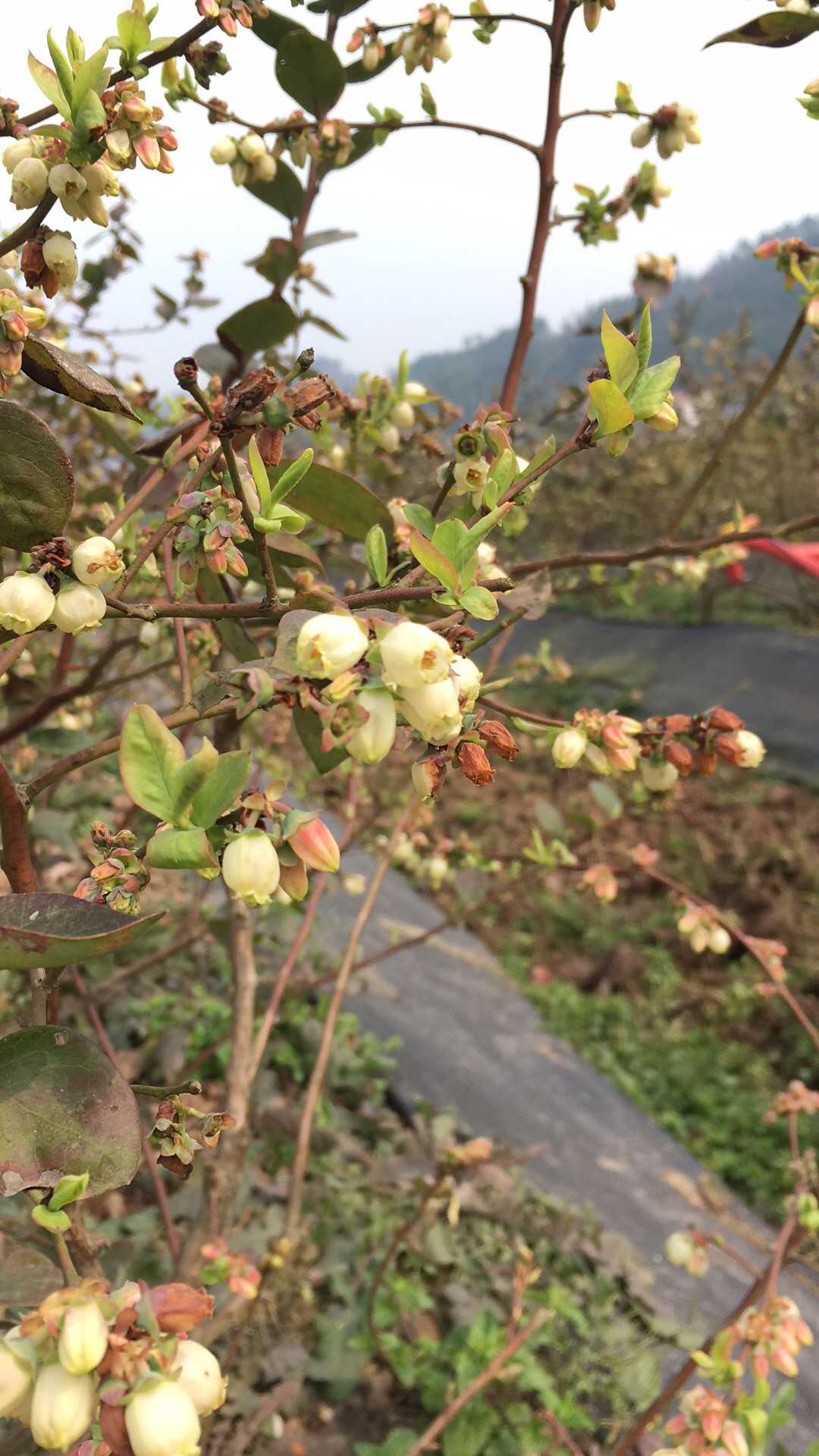 蓝莓开花了,时间会不会太早了,遇到倒春寒怎么办呢?