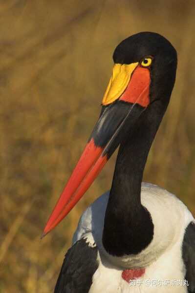 "可能是最像翼龙喙部的鸟类"——凹嘴鹳(ephippiorhynchus