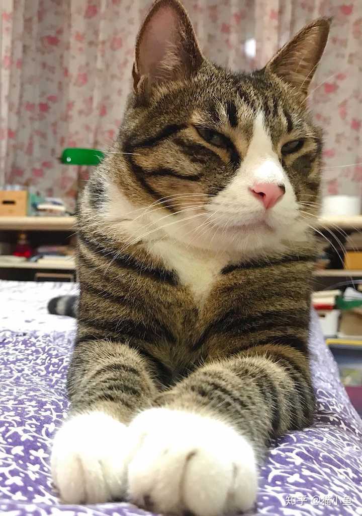 老年猫容易有哪些病呢,需要注意哪些事儿?