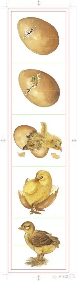 鸡进化史图片