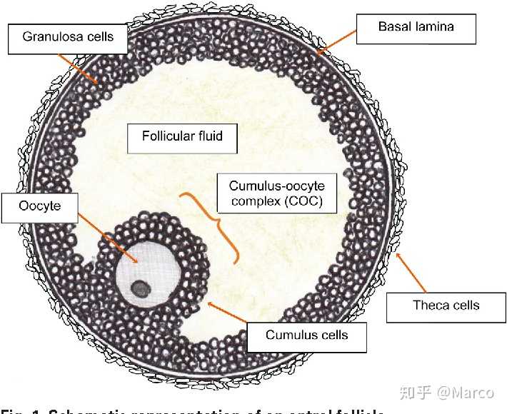 卵细胞是否能指代卵母细胞,为什么总说受精是卵细胞和精子结合?