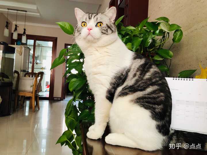 美国短毛猫(美短)品相如何看?