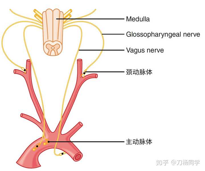 我大口呼吸可以减肥吗 我吸进去o 呼出co 带走了我的碳 这个效果显著吗 刀杨同学的回答 知乎 我大口呼吸可以减肥吗 我吸进去o 呼出co 带走了我的碳 这个效果显著吗 刀杨同学的回答 知乎