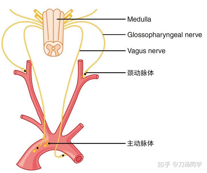 我大口呼吸可以减肥吗 我吸进去o 呼出co 带走了我的碳 这个效果显著吗 刀杨同学的回答 知乎