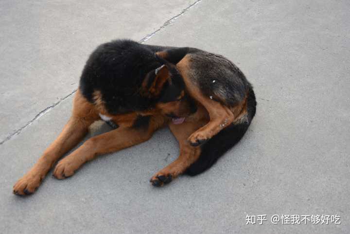 在部队生活中发生过什么引人捧腹大笑的事儿?