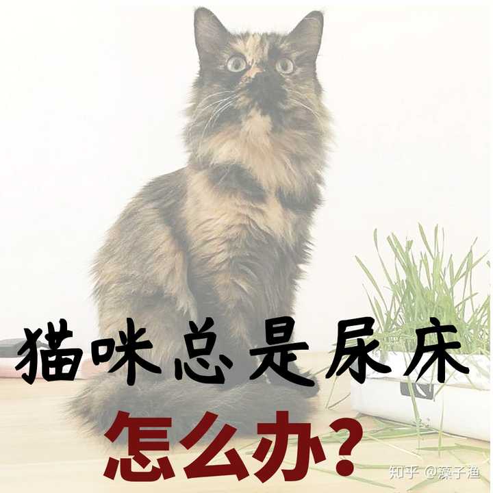 猫尿不出尿的偏方_猫刺激排尿的手法_猫频繁跑厕所但尿不出
