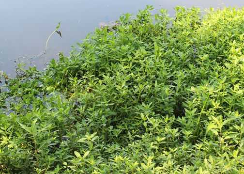 水花生,据说能吃,但是味道嘛,不怎么地.