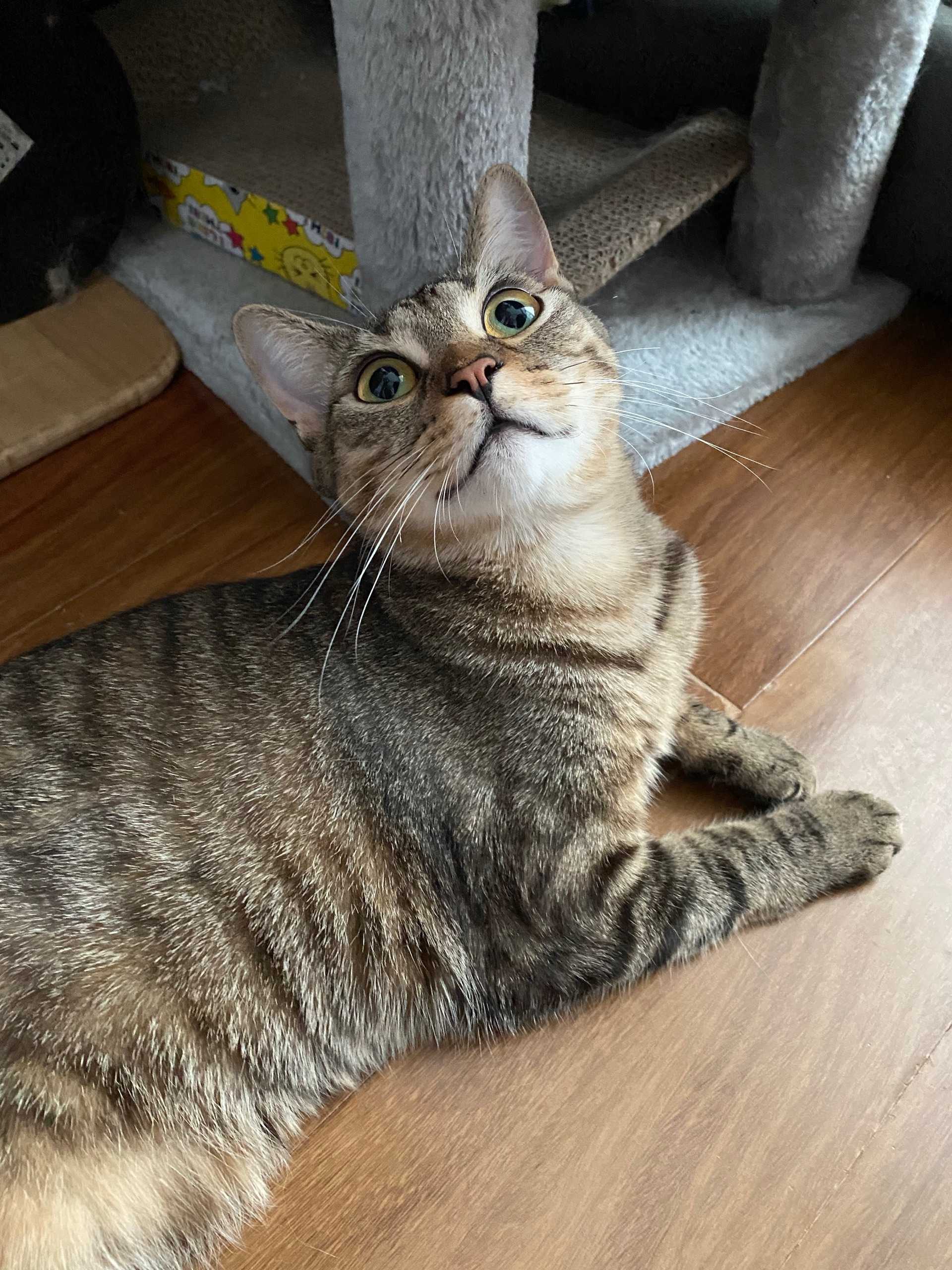 最近总觉得李师傅开窍了