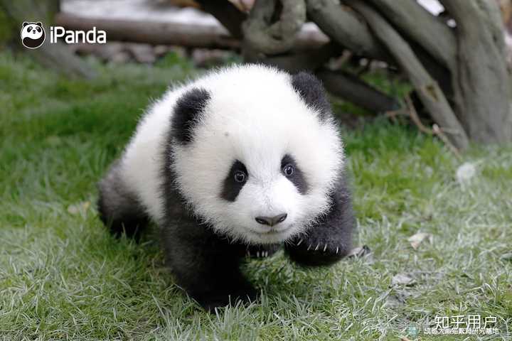 如何看待成都大熊猫基地诞生全球最小大熊猫幼崽,比一颗鸡蛋还轻?
