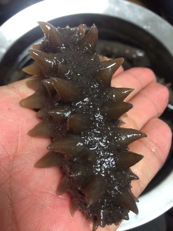 为什么海参大多都是干的?