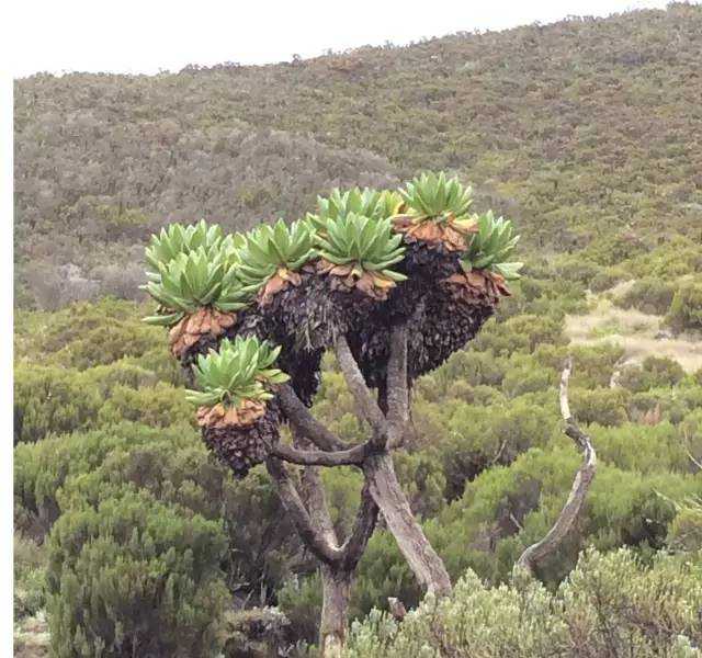 乞力马扎罗独有的植物 千里光