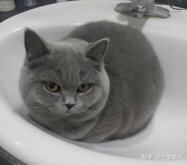 你家猫喜欢睡在洗手池吗 知乎