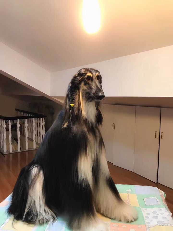 阿富汗猎犬,其实还好,想养可以养. 看有人答这个随便答一下.