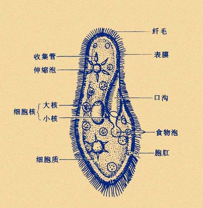 草履蟲.靠出芽生殖產生下一代.全身沒有神經細胞.