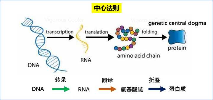 中心法则",也就是发现dna双螺旋结构的英国科学家克里克提出来的