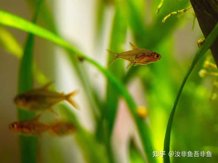 水草真的没有种子吗 我被卖家骗了 知乎 水草真的没有种子吗 我被卖家骗了 知乎