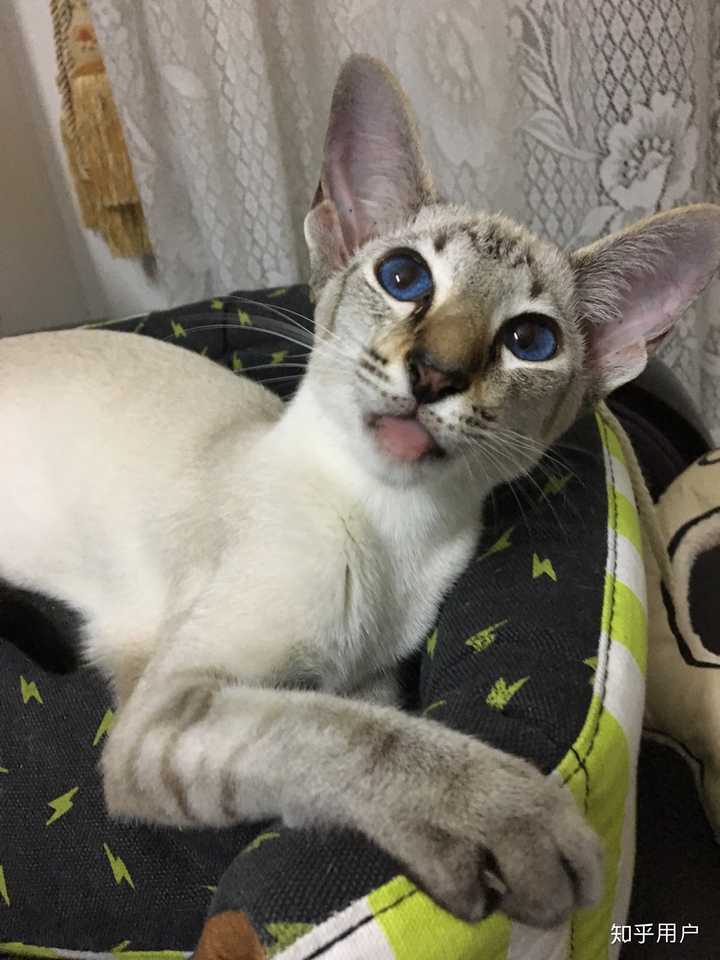 养东短(东方短毛猫)是什么体验? - 知乎
