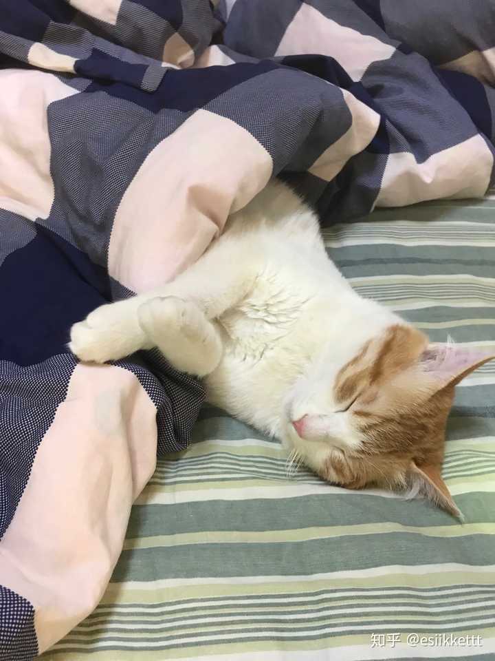 和猫睡在一个被窝,会有什么风险?