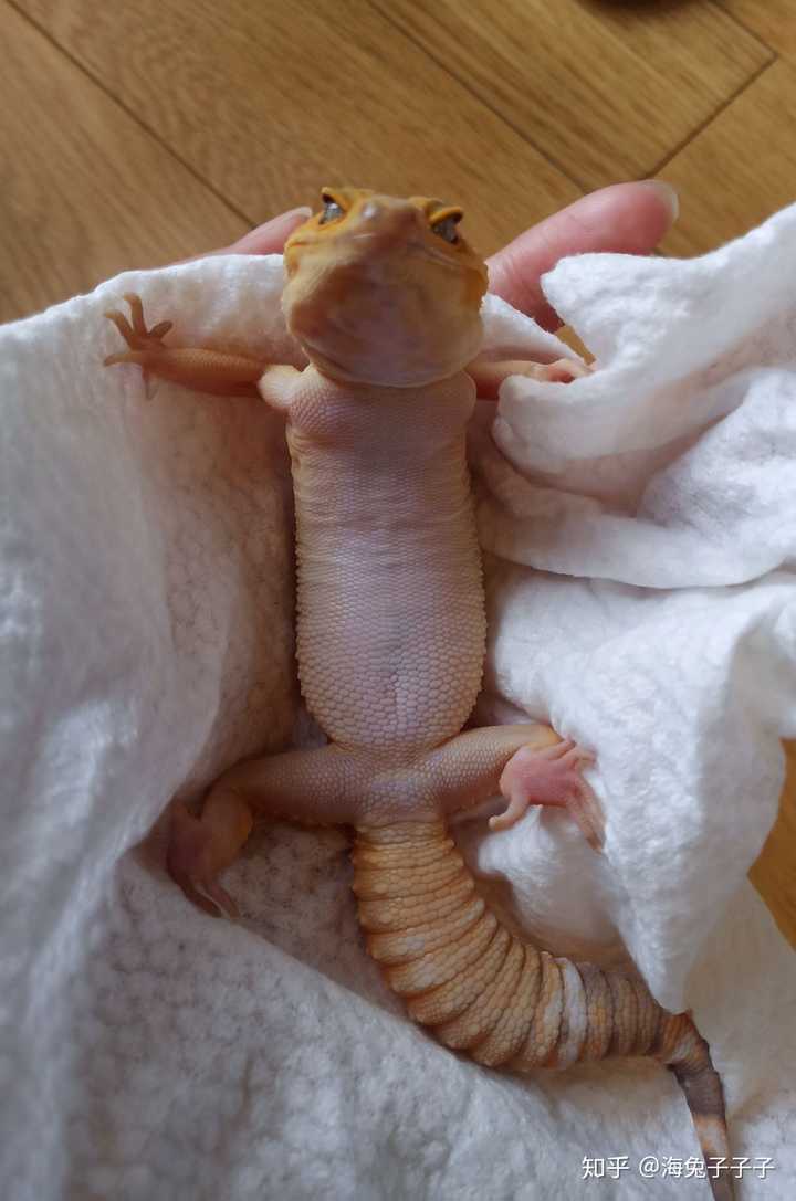 守宫窝里是垫纸巾好还是垫椰土好呢 知乎