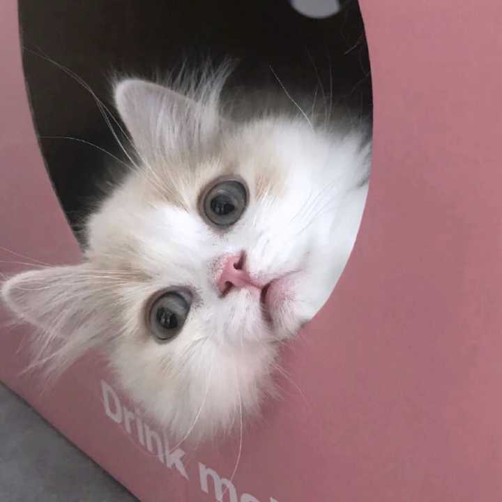 有猫的头像吗？