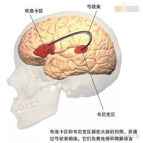 就是听,听的多了,才能唤醒大脑对于的语言区域——布洛卡区( brocas