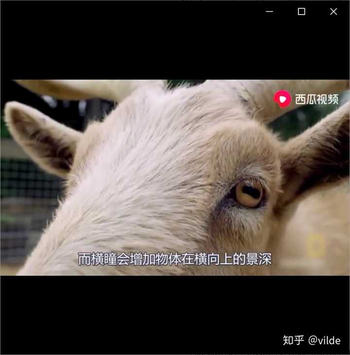 羊的瞳孔为什么是长方形的 知乎
