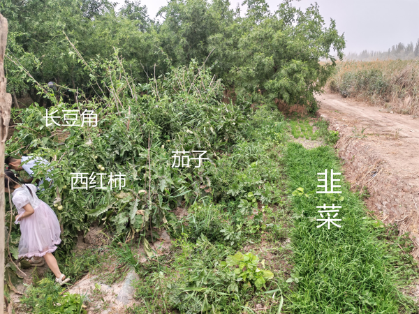 自己种菜比买菜贵多了，为什么还有人费劲巴力的去种呢？