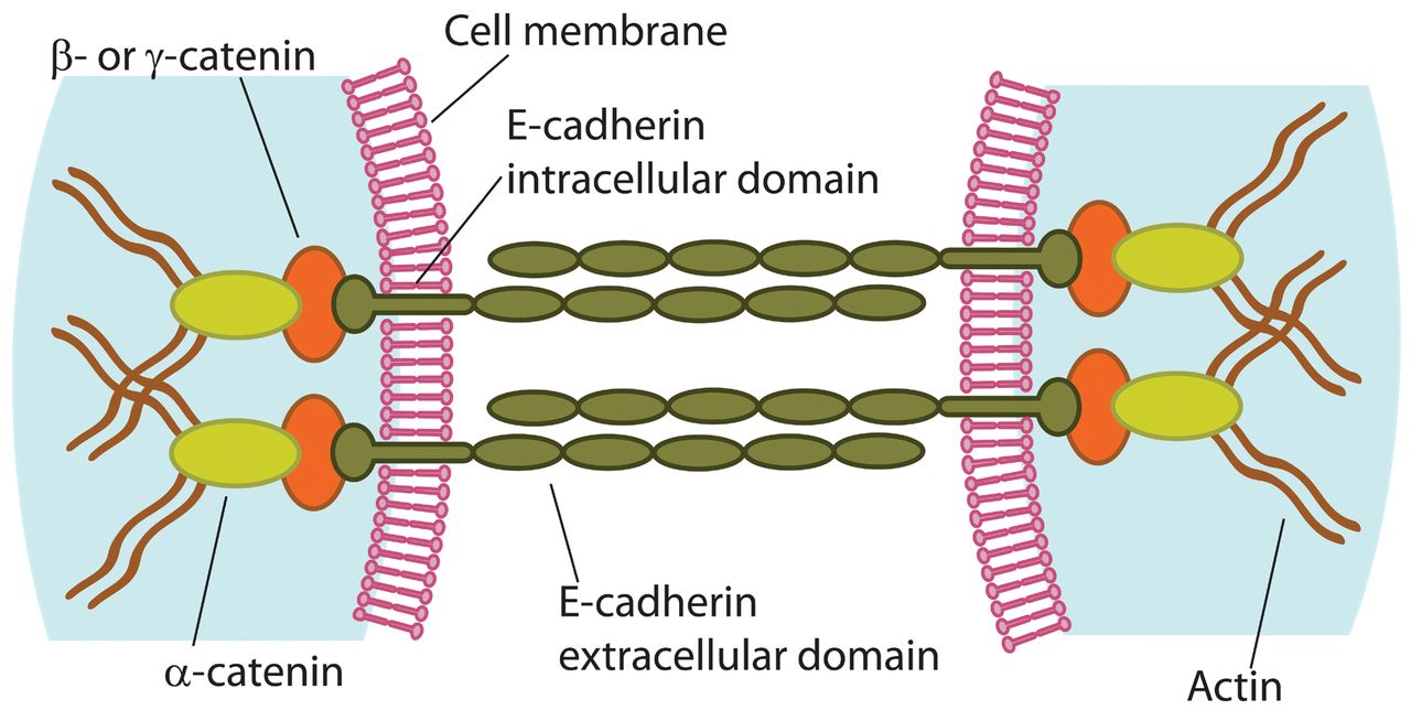 癌细胞扩散是经历了上皮细胞-间质细胞的转换过程 (epithelial to