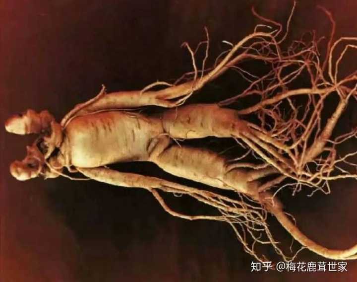 人参可以怎么吃？