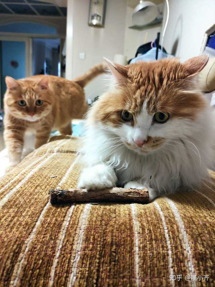 土猫(田园猫)真的没品种猫好看吗?