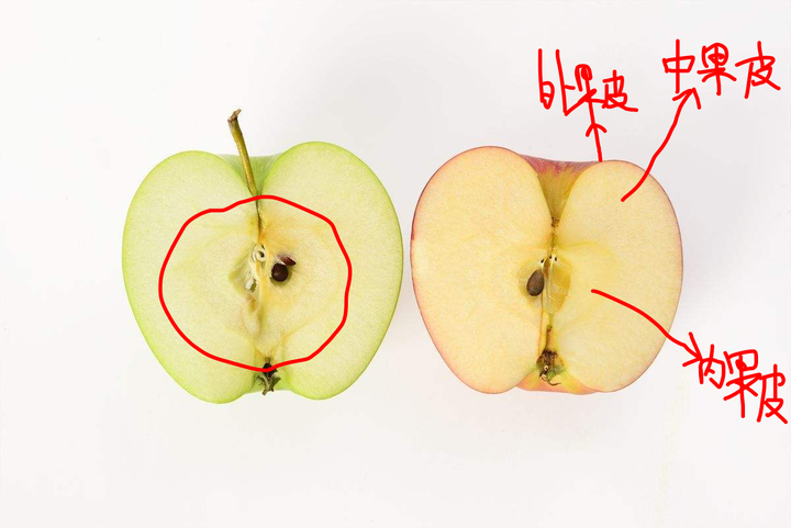苹果的解剖图详细图片