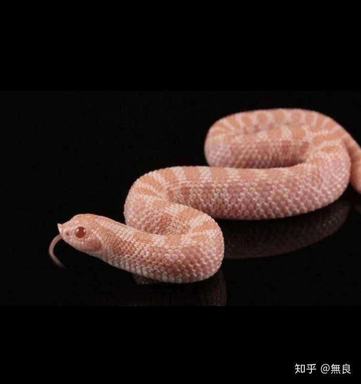 有哪些适合作为宠物的蛇 知乎