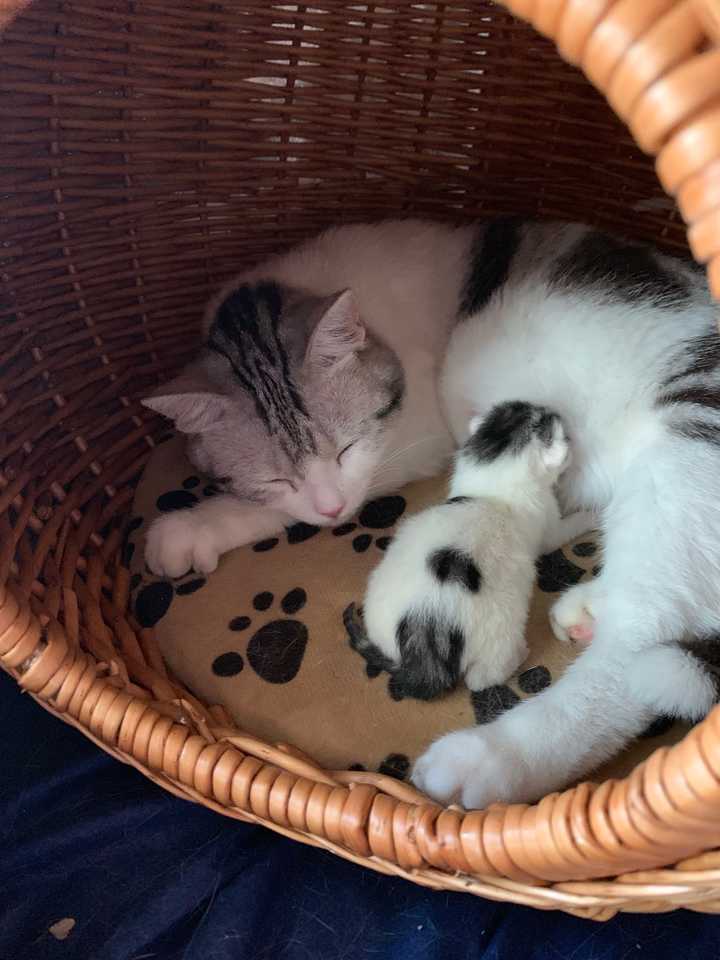 田园猫和美短猫配种会生出怎么样的宝宝?