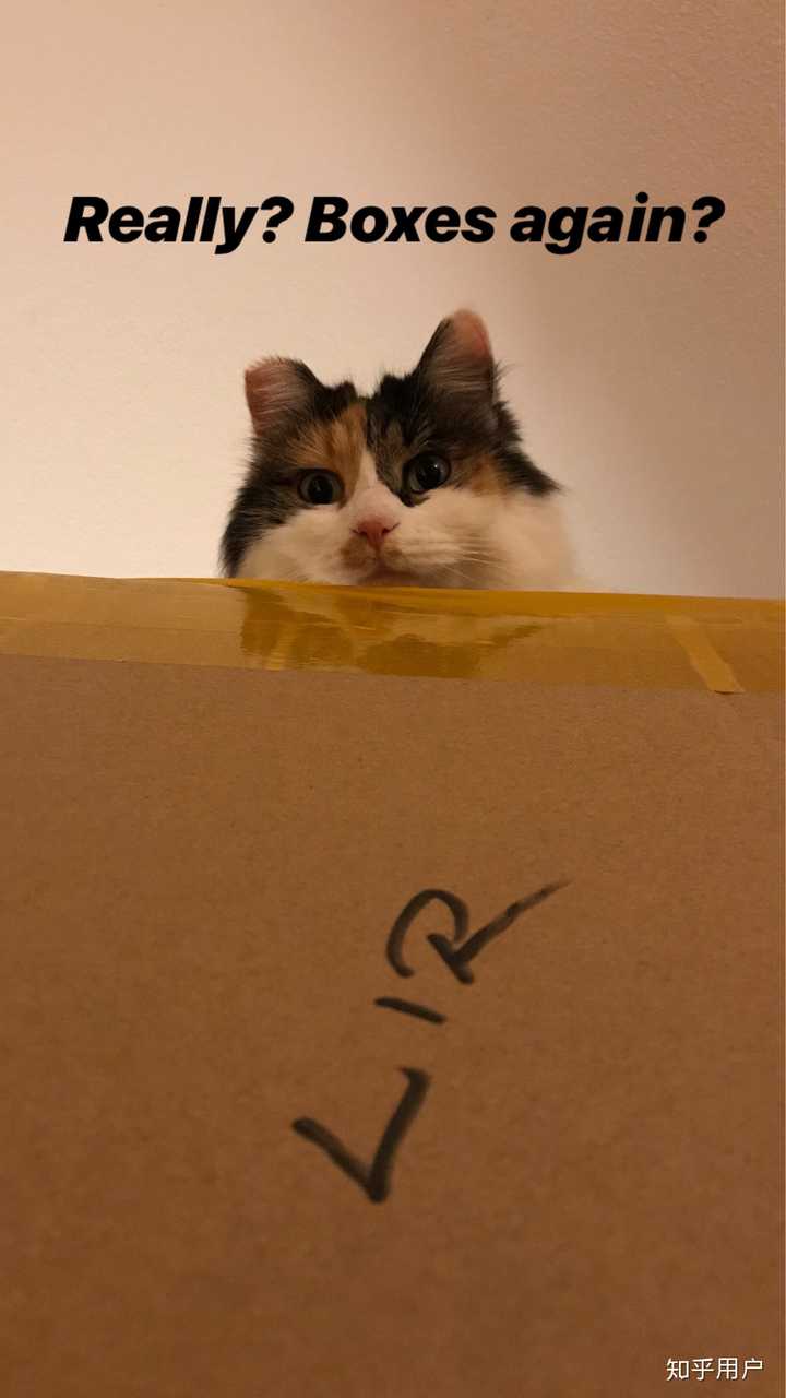 听说对着猫猫缓慢眨眼是表达爱意是真的吗 知乎