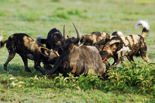 猫科可以在短至数秒的时间解决猎物,犬科则可以为了狩猎,锲而不舍地