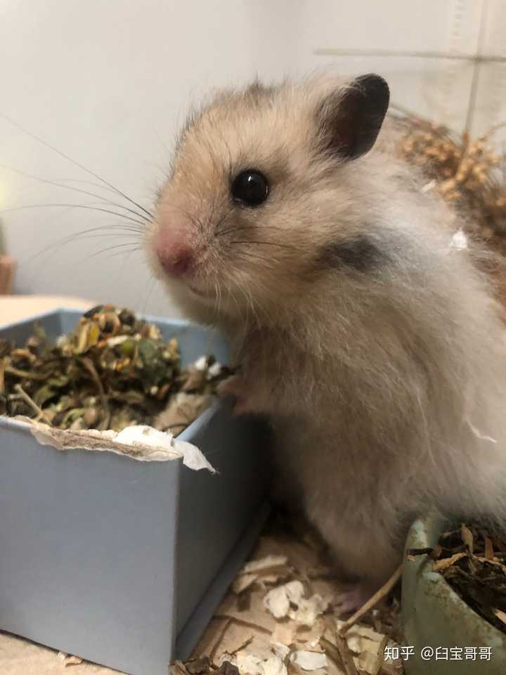 可以看看你们的仓鼠长什么样子吗?