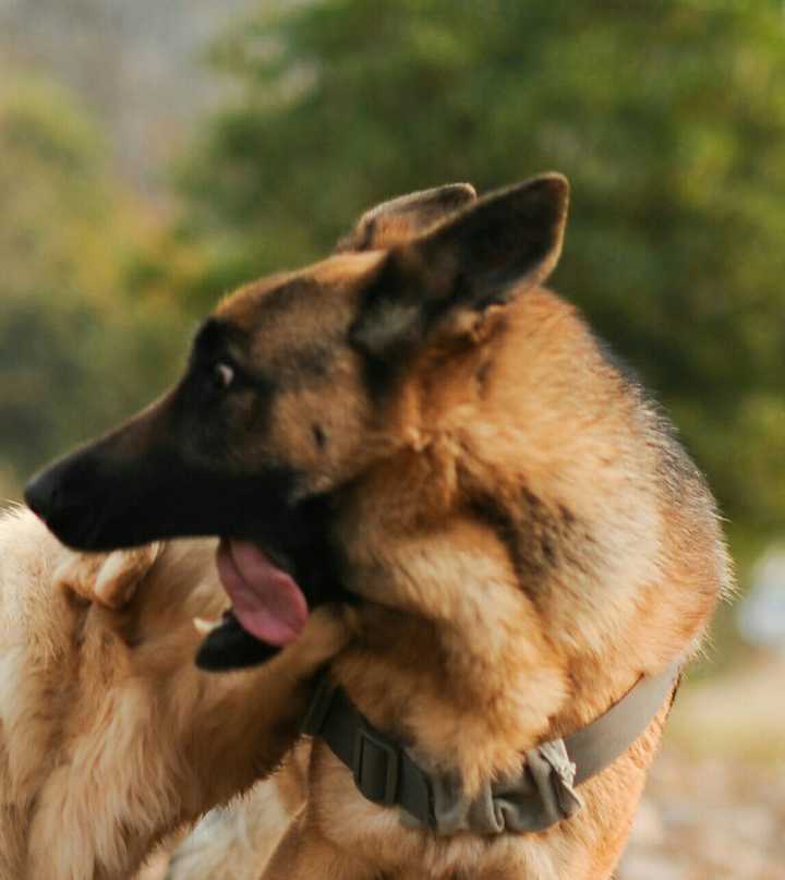 德牧和金毛养哪个好 知乎