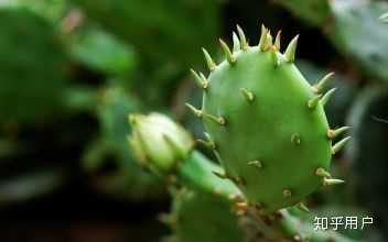 狗不吃东西呕吐白沫黏_狗狗吐白沫能自己好吗_狗狗吐白色粘液不进食