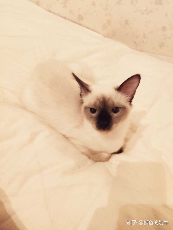 猫能吃花生酱吗 知乎 猫能吃花生酱吗 知乎