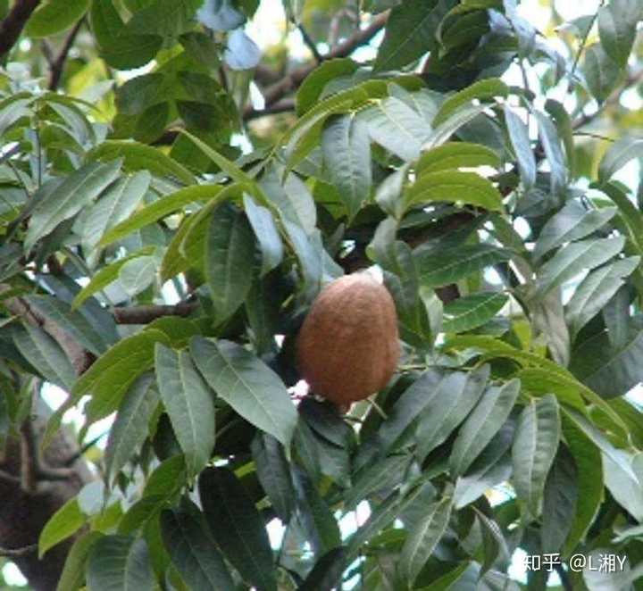 桃花心木果实是什么样的,能吃吗?