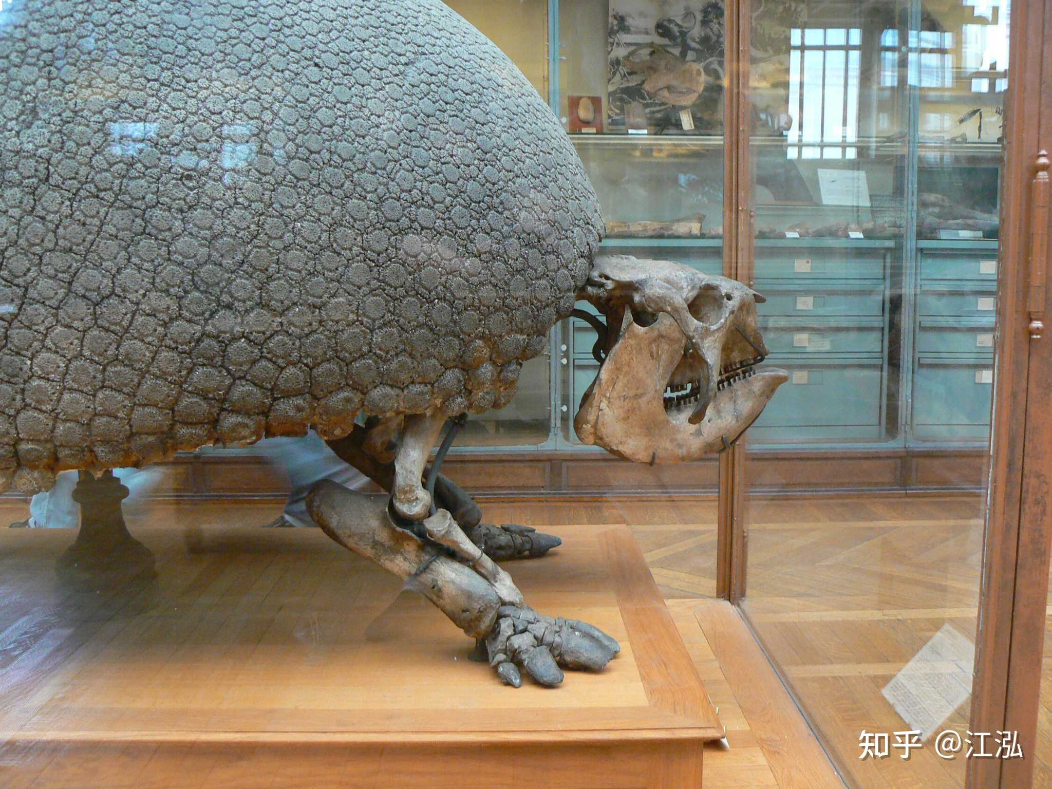 江泓 的想法: 南美洲的移動城堡 雕齒獸(glyptodon),… - 知乎