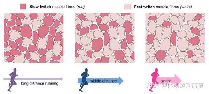 长跑,中长跑和短跑运动员的肌肉横切面,白肌和红肌