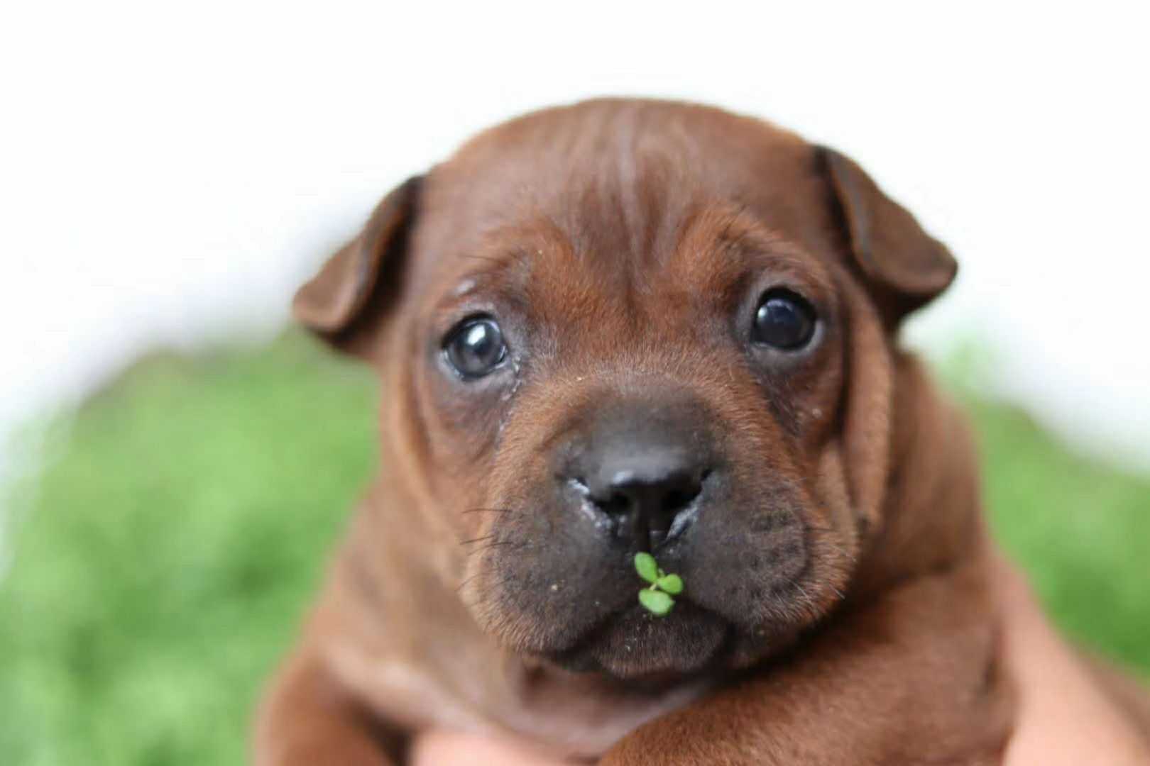 是时候为本土犬种正名了 强调这是川渝地区特有的土狗,不是任何洋狗