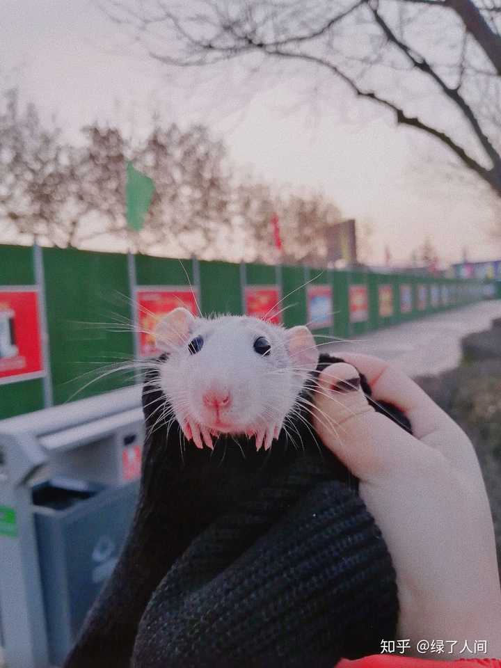 家里养花枝鼠是怎样的体验 绿了人间的回答 知乎