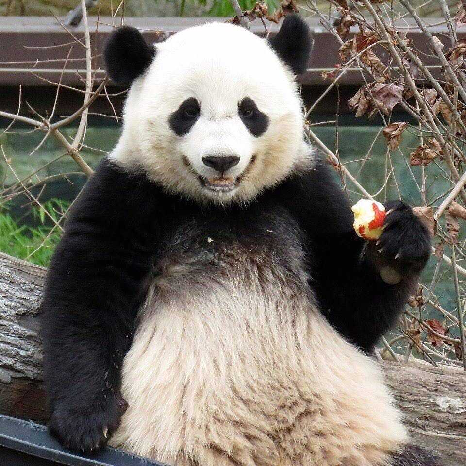 熊猫正面照片图片