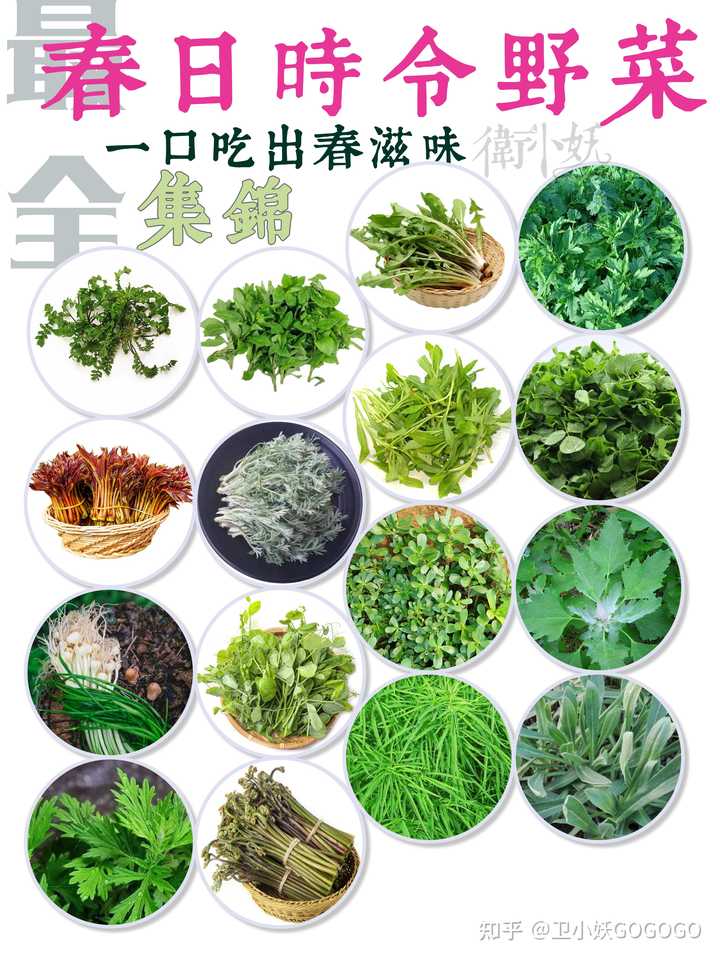 春天有哪些可以挖的野菜 知乎