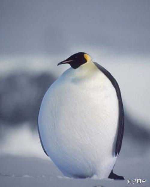 小企鹅为什么走路姿势那么可爱啊?