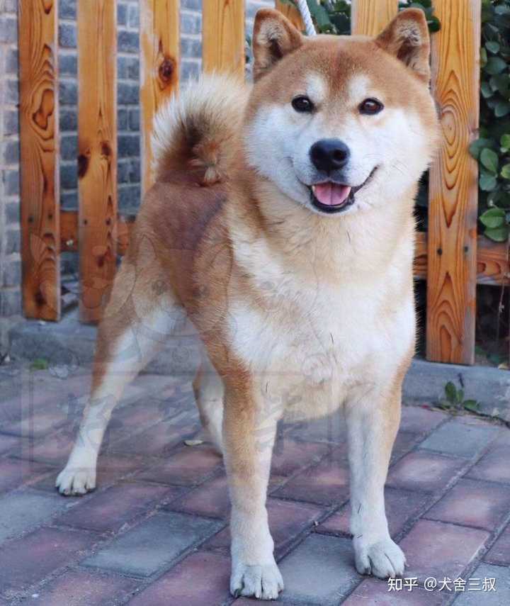为啥我家柴犬没有豆豆眉 纯吗 知乎 为啥我家柴犬没有豆豆眉 纯吗 知乎