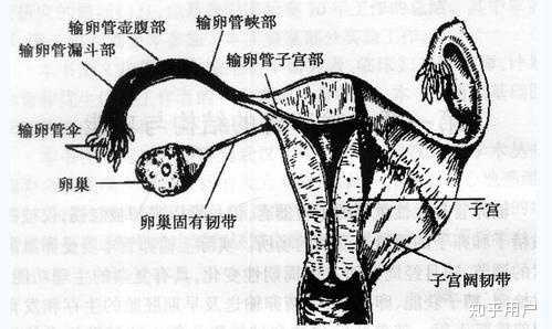 输卵管分为哪四个部分? - 知乎