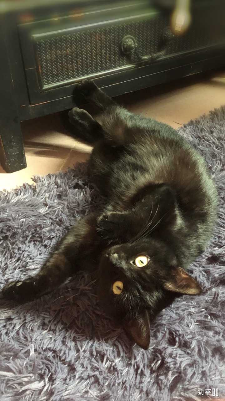 什么是玄猫，什么样的人适合养玄猫，有什么禁忌吗？ - 知乎
